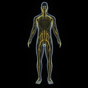Human Body with Nervous System