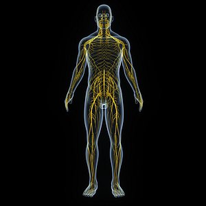 Human Body with Nervous System