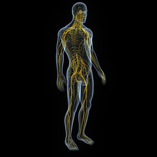 3D nervous body - TurboSquid 1203068