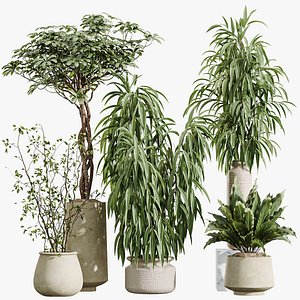 AV Indoor Plants Set 393 Spathiphyllum Wallisii and Ficus Binnendijki and Schefflera Arboricola