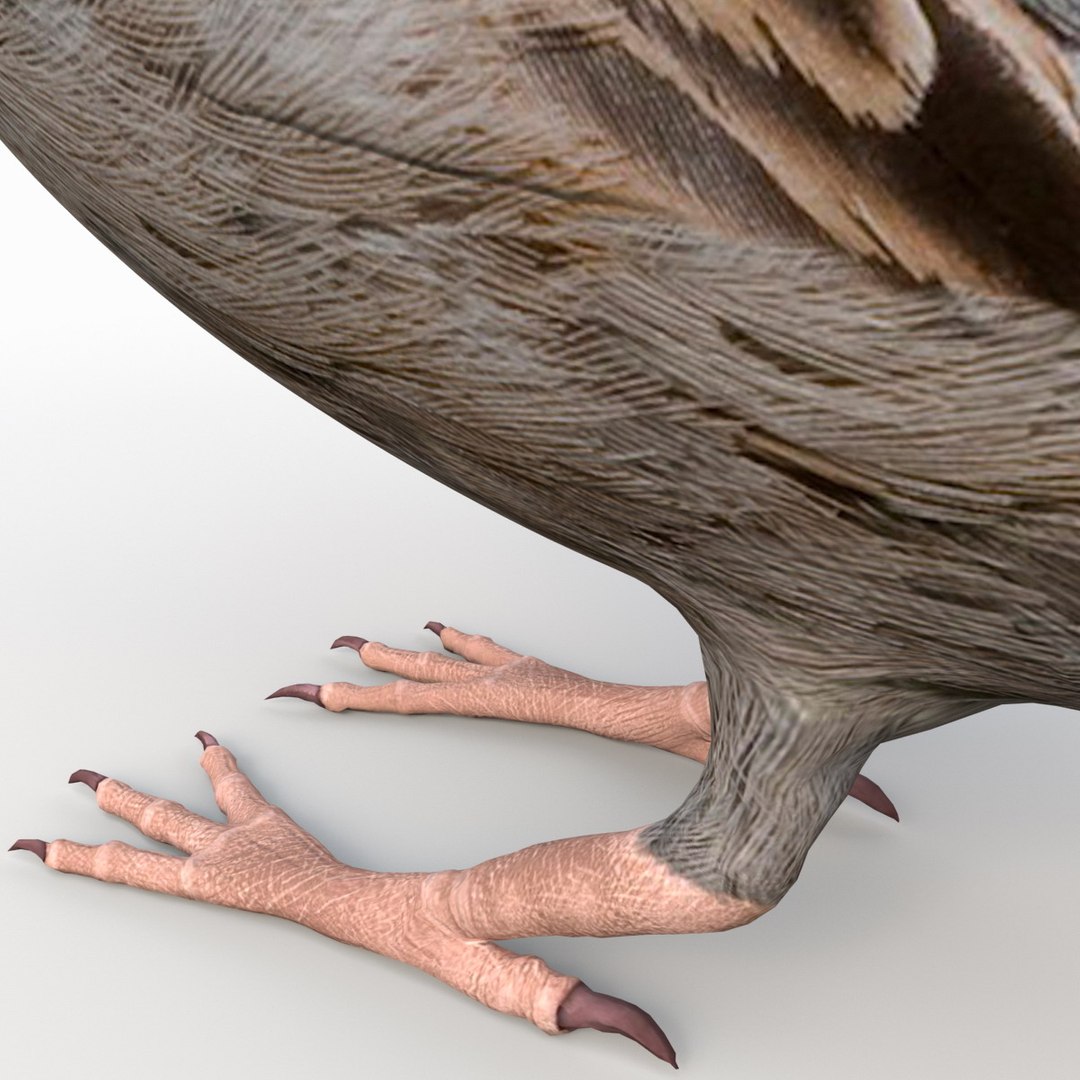 house sparrow 3d 3ds https://p.turbosquid.com/ts-thumb/9V/hjpU8V/06xzvf08/housesparrow_14/jpg/1392337383/1920x1080/fit_q87/2ab5d3795e70b32b78c4d3f5c5f65286de52855b/housesparrow_14.jpg