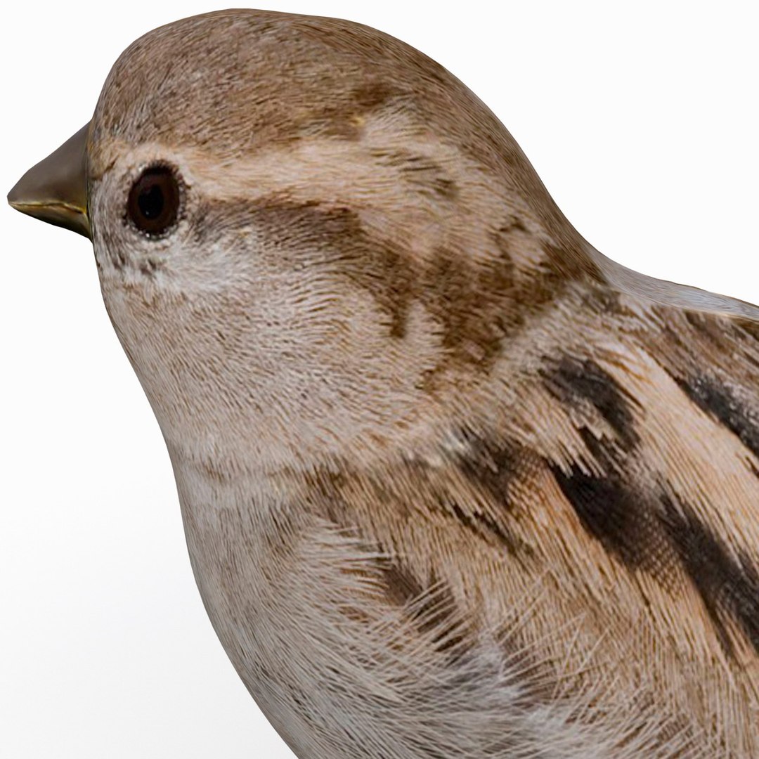 house sparrow 3d 3ds https://p.turbosquid.com/ts-thumb/9V/hjpU8V/0ZXmq32o/housesparrow_17/jpg/1392337392/1920x1080/fit_q87/b2aacca9687649fc99f1169378d58b5579158579/housesparrow_17.jpg