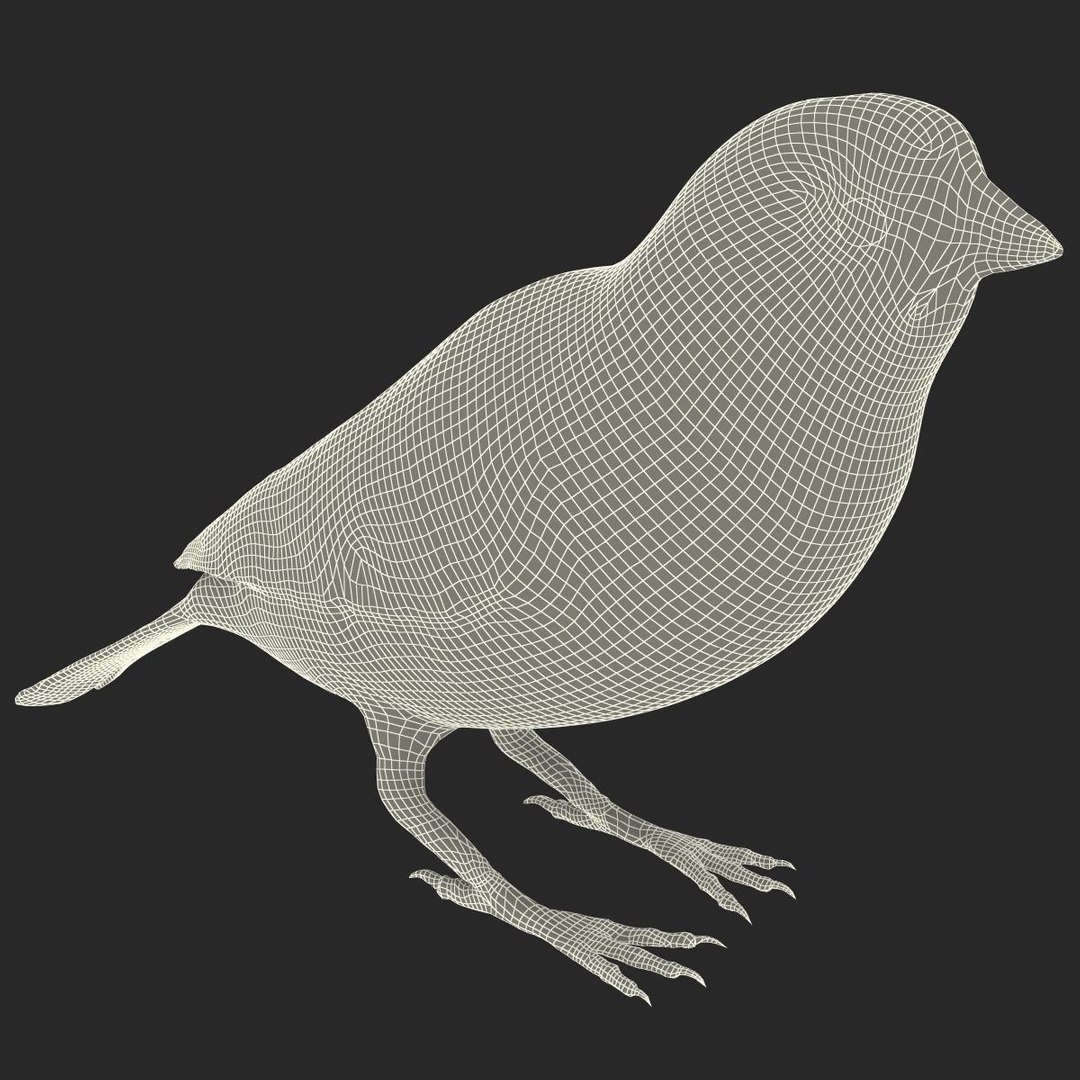 house sparrow 3d 3ds https://p.turbosquid.com/ts-thumb/9V/hjpU8V/2WOqQhAS/housesparrow_20/jpg/1392337406/1920x1080/fit_q87/afa3ccf4103a617b0ec78484fcc530a5b26fd09c/housesparrow_20.jpg