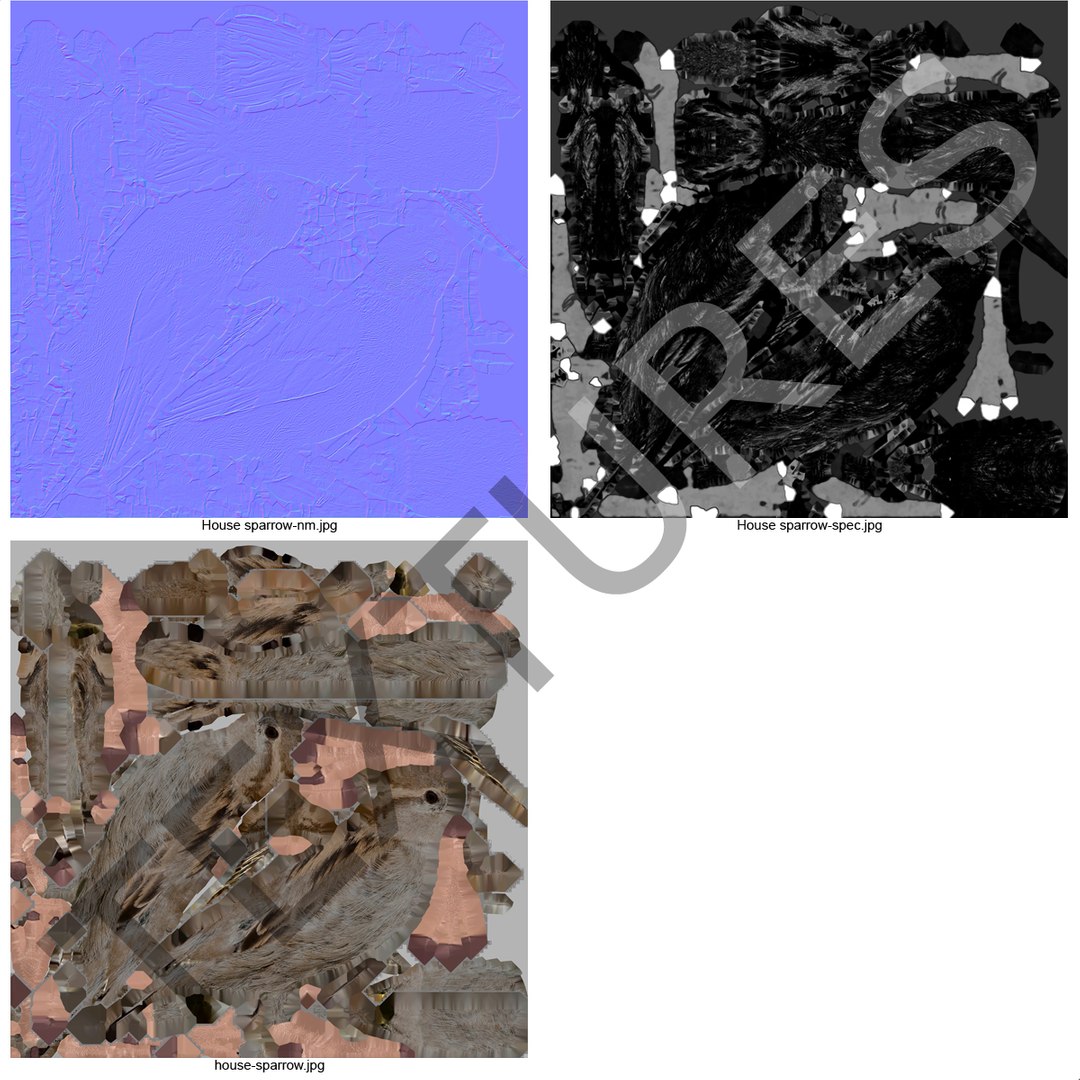 house sparrow 3d 3ds https://p.turbosquid.com/ts-thumb/9V/hjpU8V/5K3CtM5E/housesparrow_4/jpg/1392337359/1920x1080/fit_q87/63761b745703126f368bc9a7efc12d32a19a9209/housesparrow_4.jpg