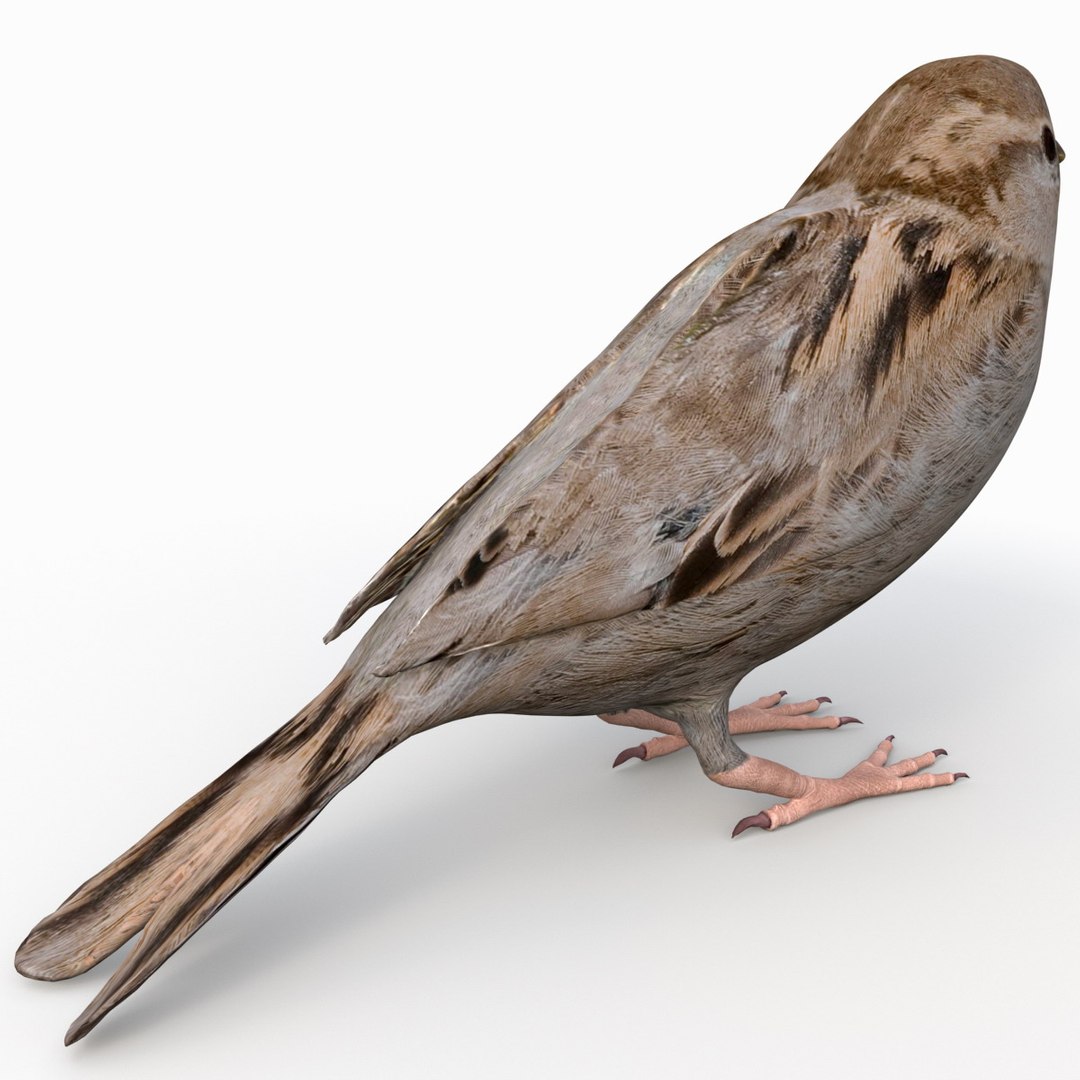 house sparrow 3d 3ds https://p.turbosquid.com/ts-thumb/9V/hjpU8V/H6mmlKE3/housesparrow_9/jpg/1392337373/1920x1080/fit_q87/2c91db61418b4a121779e785ccddb85179b9f69c/housesparrow_9.jpg