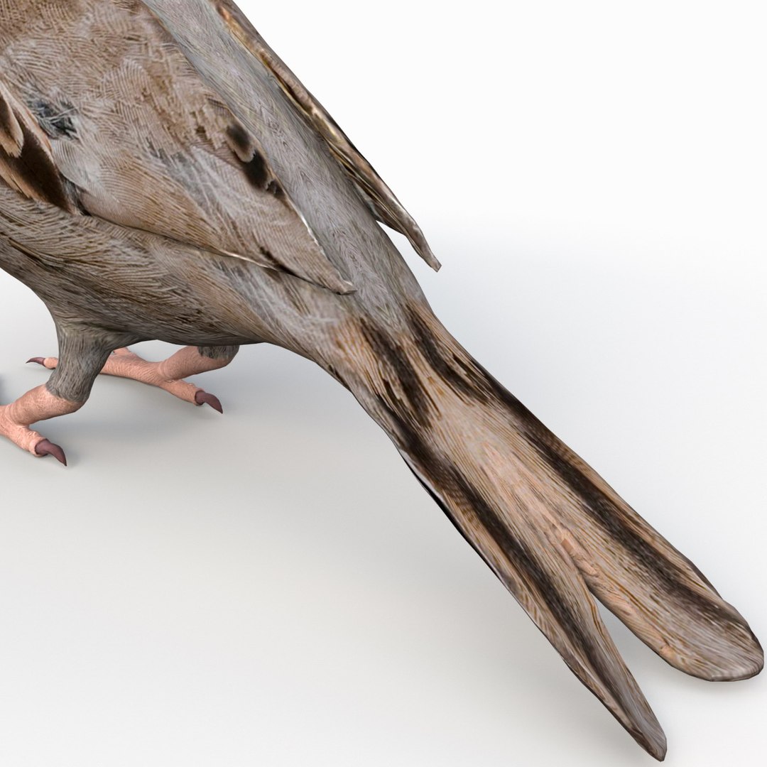 house sparrow 3d 3ds https://p.turbosquid.com/ts-thumb/9V/hjpU8V/HSTdKMGB/housesparrow_15/jpg/1392337387/1920x1080/fit_q87/2f4be61e17b588d09615eb7b35aa9e7d35a79bc3/housesparrow_15.jpg