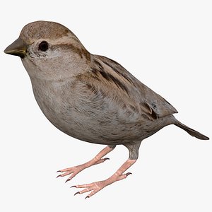 House Sparrow