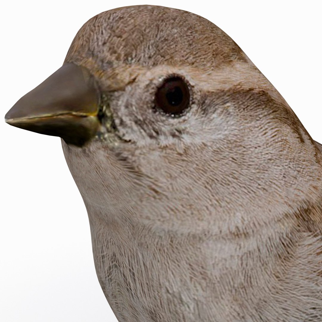 house sparrow 3d 3ds https://p.turbosquid.com/ts-thumb/9V/hjpU8V/ZrOw6C8Y/housesparrow_12/jpg/1392337381/1920x1080/fit_q87/8e34fff6b01602ce7a0e69ad831764a21d69126d/housesparrow_12.jpg