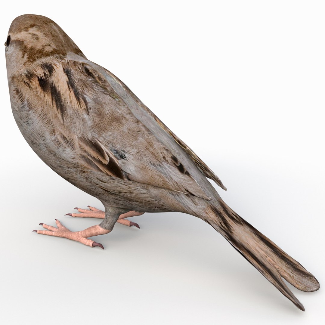 house sparrow 3d 3ds https://p.turbosquid.com/ts-thumb/9V/hjpU8V/cMCiJDPi/housesparrow_10/jpg/1392337376/1920x1080/fit_q87/5b50ba94c2e5a7c42d46d982e271b8cad9f8ec2d/housesparrow_10.jpg