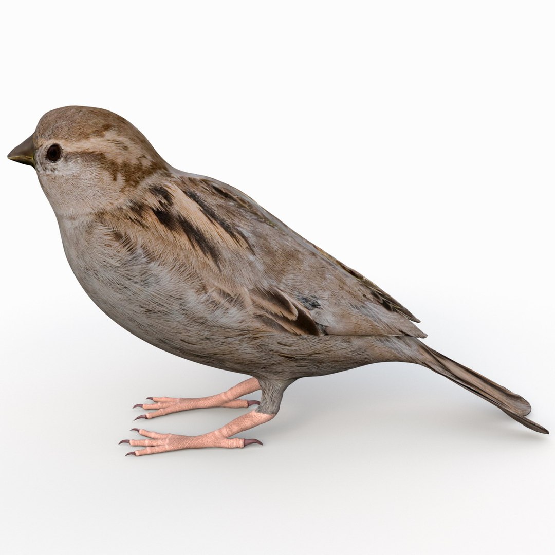 house sparrow 3d 3ds https://p.turbosquid.com/ts-thumb/9V/hjpU8V/g4H5P76y/housesparrow_6/jpg/1392337365/1920x1080/fit_q87/a6325338db4bef941591a65ee2fad86f9d8b40a5/housesparrow_6.jpg