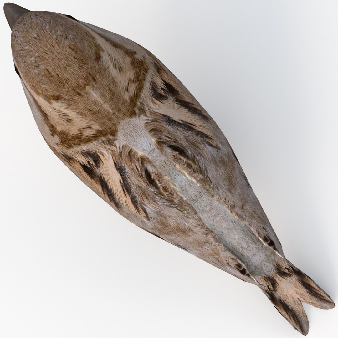 house sparrow 3d 3ds https://p.turbosquid.com/ts-thumb/9V/hjpU8V/omRvO7jN/housesparrow_11/jpg/1392337379/1920x1080/fit_q87/4c79668c26c5309b0678a71020ef887eabb43ce5/housesparrow_11.jpg