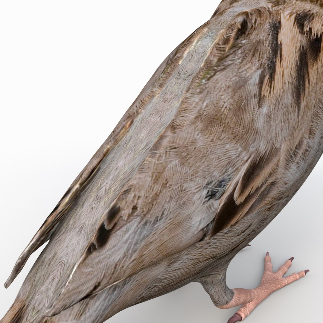 house sparrow 3d 3ds https://p.turbosquid.com/ts-thumb/9V/hjpU8V/pONa0O8J/housesparrow_16/jpg/1392337390/1920x1080/fit_q87/c5ddfc8caaf79de02a0710930a8d954e99e0a6e0/housesparrow_16.jpg