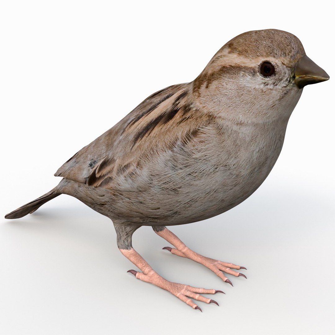 house sparrow 3d 3ds https://p.turbosquid.com/ts-thumb/9V/hjpU8V/tbvxEqxm/housesparrow_7/jpg/1392337368/1920x1080/fit_q87/7dbe29fa1c8874569c30d5d2da417bee2800dcc1/housesparrow_7.jpg