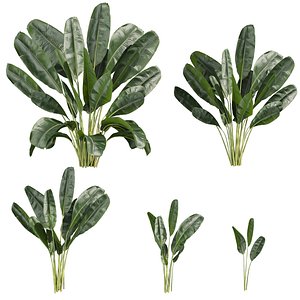 3D plant vol 972 - leaf - banana - tropical