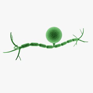 Bipolar Sensory Neuron