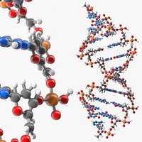 A Form DNA Helix