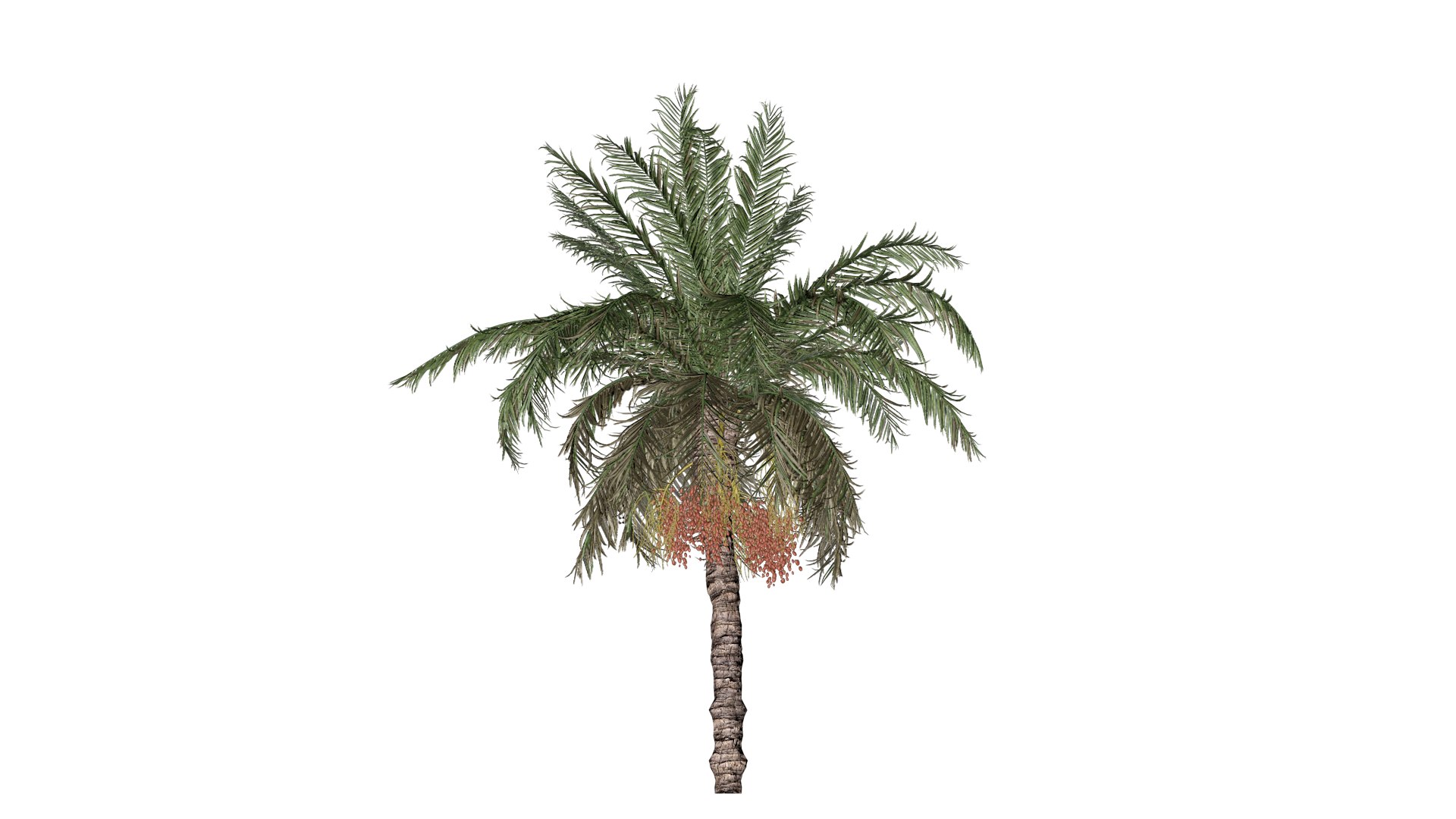 Date Palm Tree - 03 - model https://p.turbosquid.com/ts-thumb/9W/QUbZmg/AQ/dp_32/png/1741616572/1920x1080/fit_q87/ea6af97224461424eb0f3a6d95601a01f443daa4/dp_32.jpg