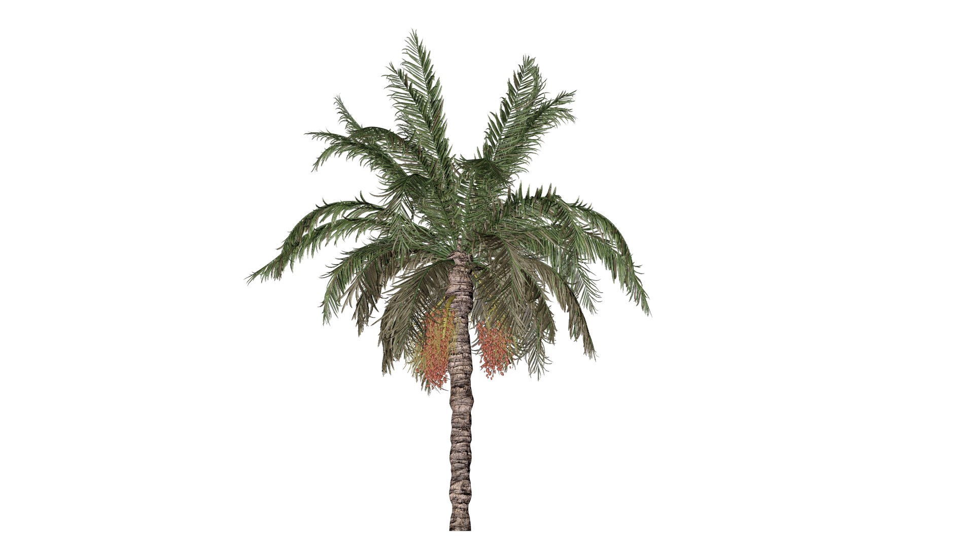 Date Palm Tree - 03 - model https://p.turbosquid.com/ts-thumb/9W/QUbZmg/FC/dp_31/png/1741616569/1920x1080/fit_q87/9871442a8a68f00c17f583cfd10534a4a3032c08/dp_31.jpg