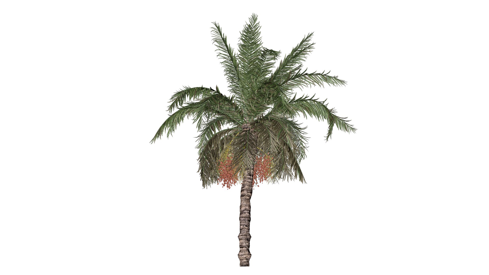 Date Palm Tree - 03 - model https://p.turbosquid.com/ts-thumb/9W/QUbZmg/wo/dp_3/png/1741616567/1920x1080/fit_q87/f71a4c0390b49529628320f36051b5eda2af8f6a/dp_3.jpg