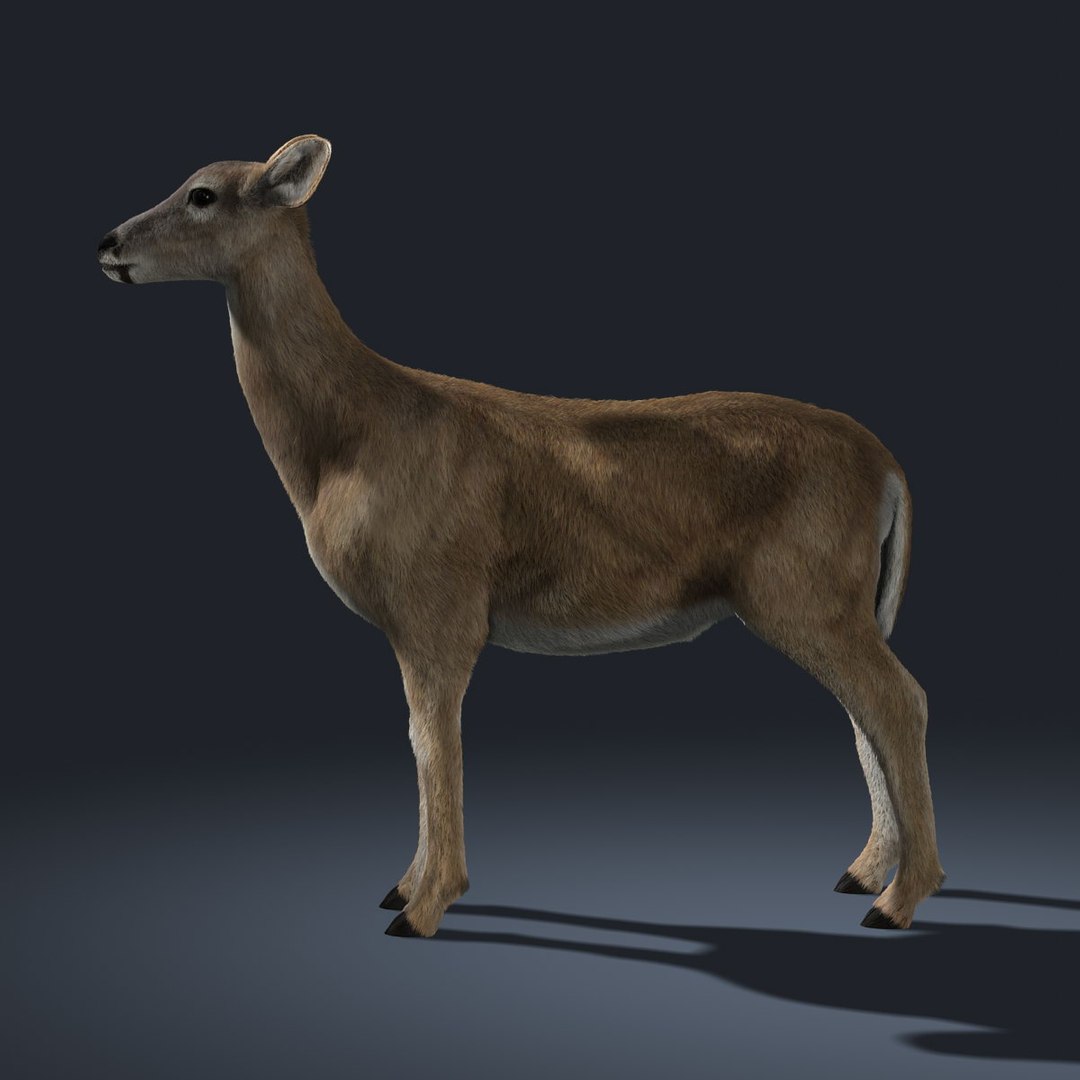 doe deer fur animation ma https://p.turbosquid.com/ts-thumb/9W/R8wBak/7cfOLne8/03/jpg/1334839824/1920x1080/fit_q87/097e7644c9d442167a8437e72ebb3591e9aa8bea/03.jpg