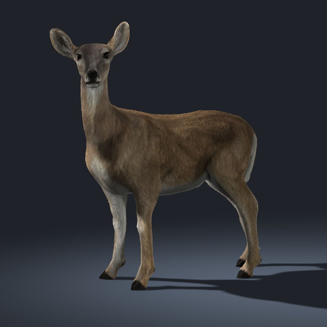 doe deer fur animation ma https://p.turbosquid.com/ts-thumb/9W/R8wBak/7myRXZz5/06/jpg/1334904491/1920x1080/fit_q87/ee8cef64404e4dee2fac1f96ca5f6e1f697587c7/06.jpg