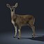 Doe (FUR) (ANIMATED)