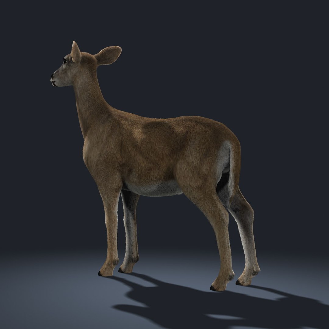 doe deer fur animation ma https://p.turbosquid.com/ts-thumb/9W/R8wBak/D1DYcgIq/04/jpg/1334840039/1920x1080/fit_q87/7f258bdb35cd15ca89572042ef454621ac1c8e2a/04.jpg