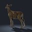 Doe (FUR) (ANIMATED)