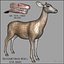 Doe (FUR) (ANIMATED)