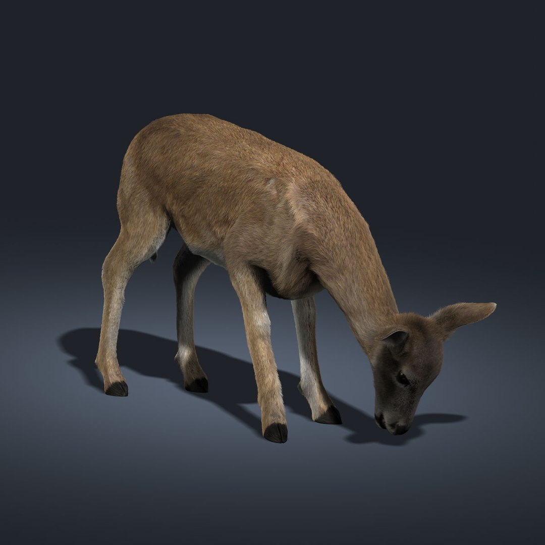 doe deer fur animation ma https://p.turbosquid.com/ts-thumb/9W/R8wBak/SJSiCkK8/05/jpg/1334904108/1920x1080/fit_q87/42685db003d59a27cbf20c21e5f46ea538b2c3ca/05.jpg