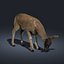 Doe (FUR) (ANIMATED)