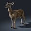 Doe (FUR) (ANIMATED)