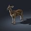 Doe (FUR) (ANIMATED)