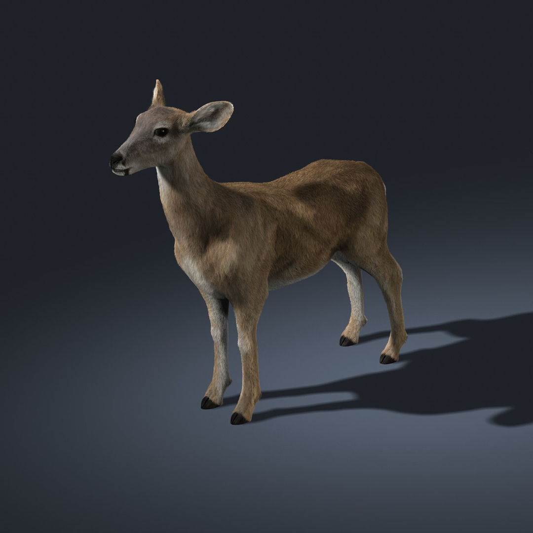 doe deer fur animation ma https://p.turbosquid.com/ts-thumb/9W/R8wBak/kTbrZ52X/turn/jpg/1334910977/1920x1080/turn_fit_q99/e9092d860b89c17168cacd1d4fa83f371216be00/turn-1.jpg