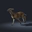 Doe (FUR) (ANIMATED)