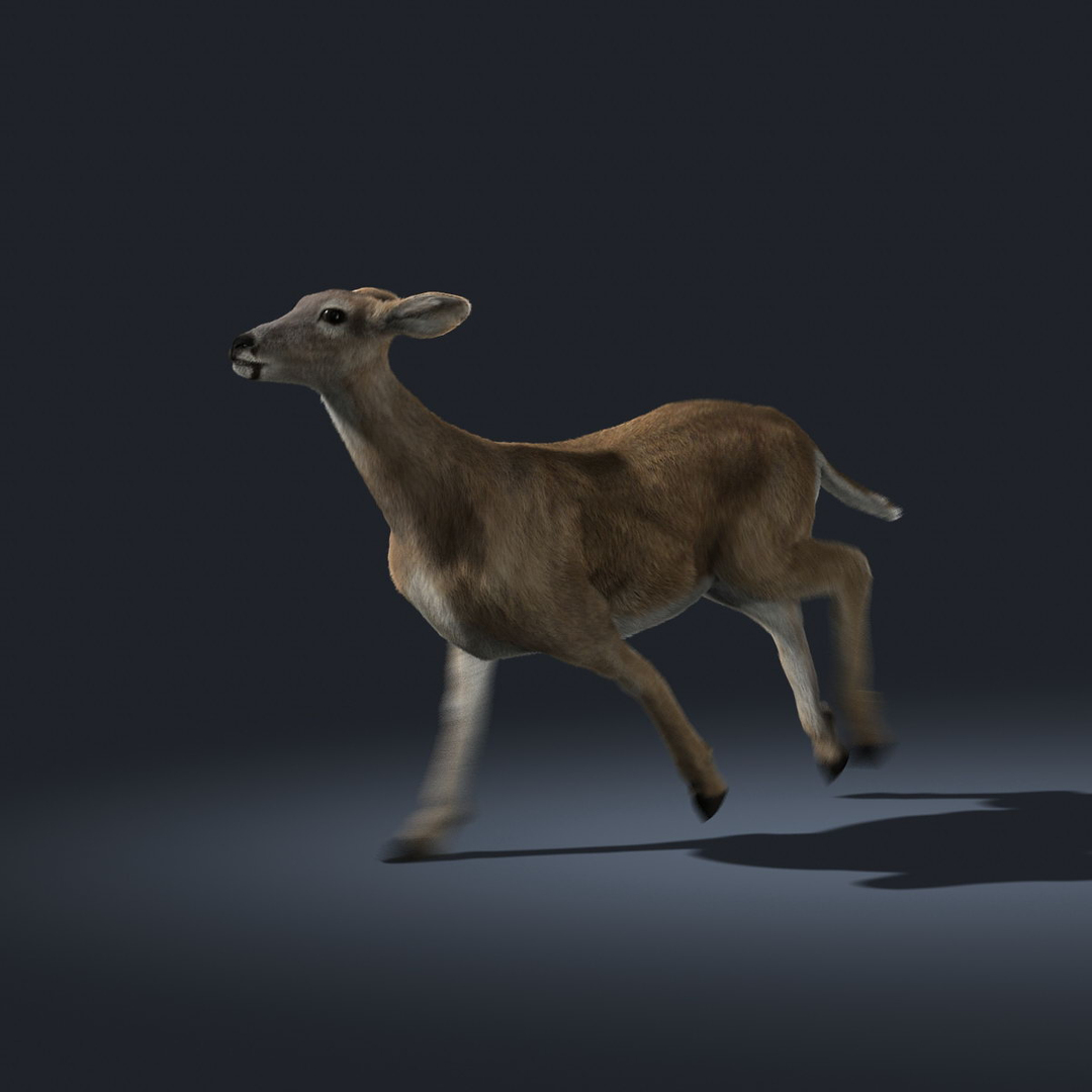 doe deer fur animation ma https://p.turbosquid.com/ts-thumb/9W/R8wBak/xFTmN9aH/run/jpg/1334902658/1920x1080/turn_fit_q99/b755dc3b346fee50c3338710709e7df765041af6/run-1.jpg