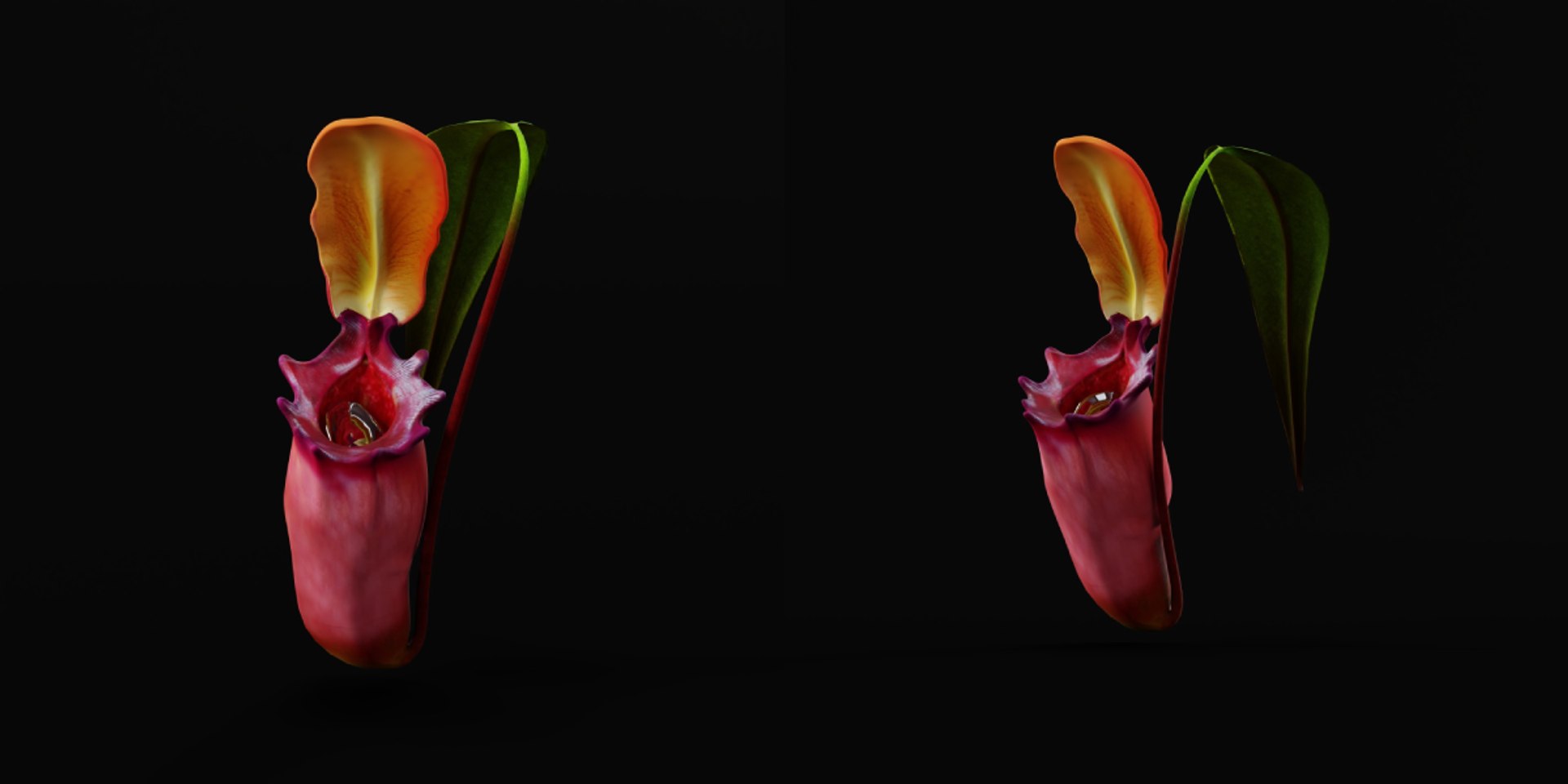 3D model Nepenthes Pitcher Plant https://p.turbosquid.com/ts-thumb/9W/Ys76yq/1M/nepenthes1/png/1753301061/1920x1080/fit_q87/43ce99b8e768310c06187f9e641f0b63e9ca5f8c/nepenthes1.jpg