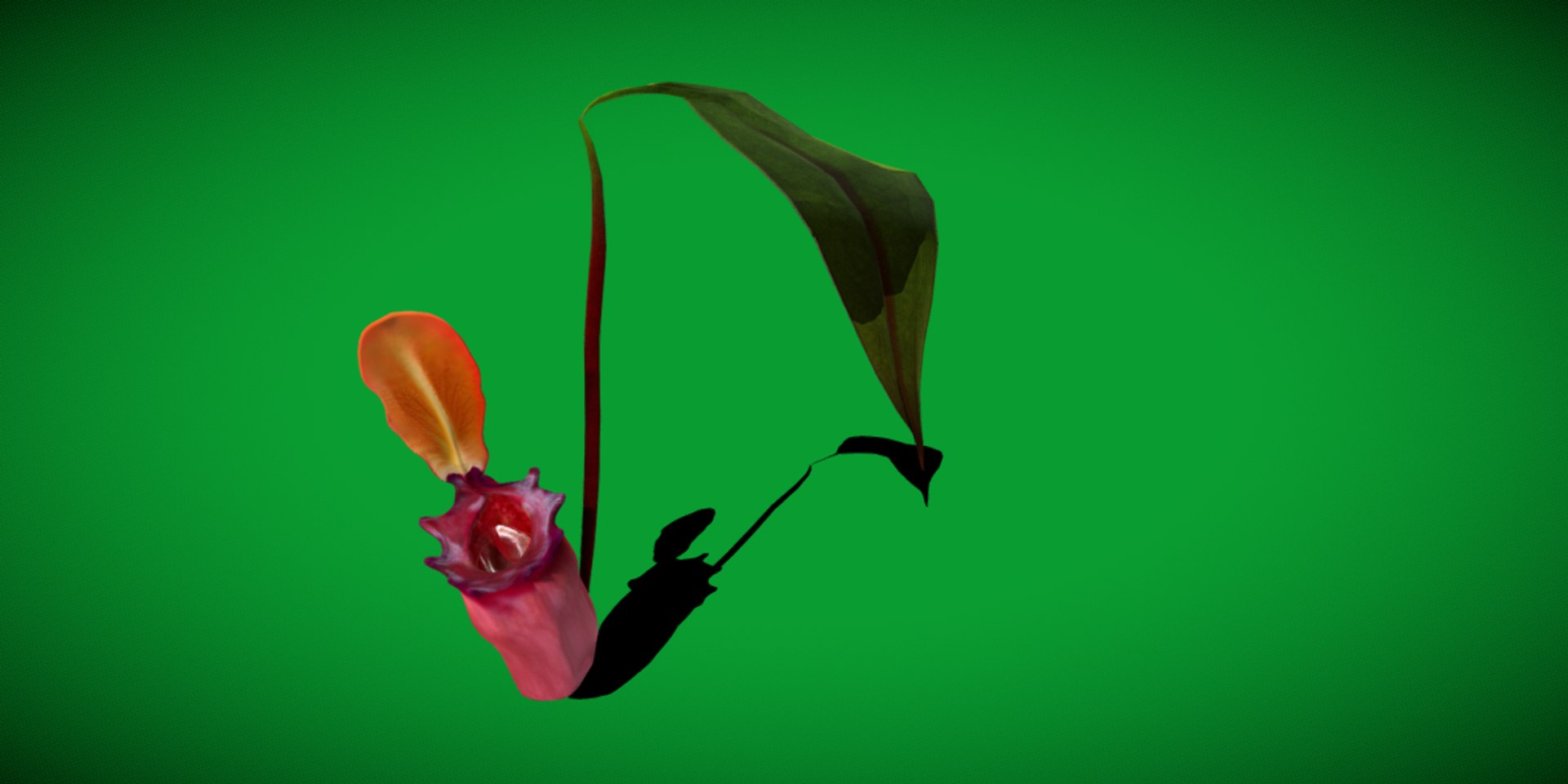 3D model Nepenthes Pitcher Plant https://p.turbosquid.com/ts-thumb/9W/Ys76yq/Em/nepenthes/png/1753301074/1920x1080/fit_q87/0276073dd5472d87811b0753353c5ec34fc53728/nepenthes.jpg