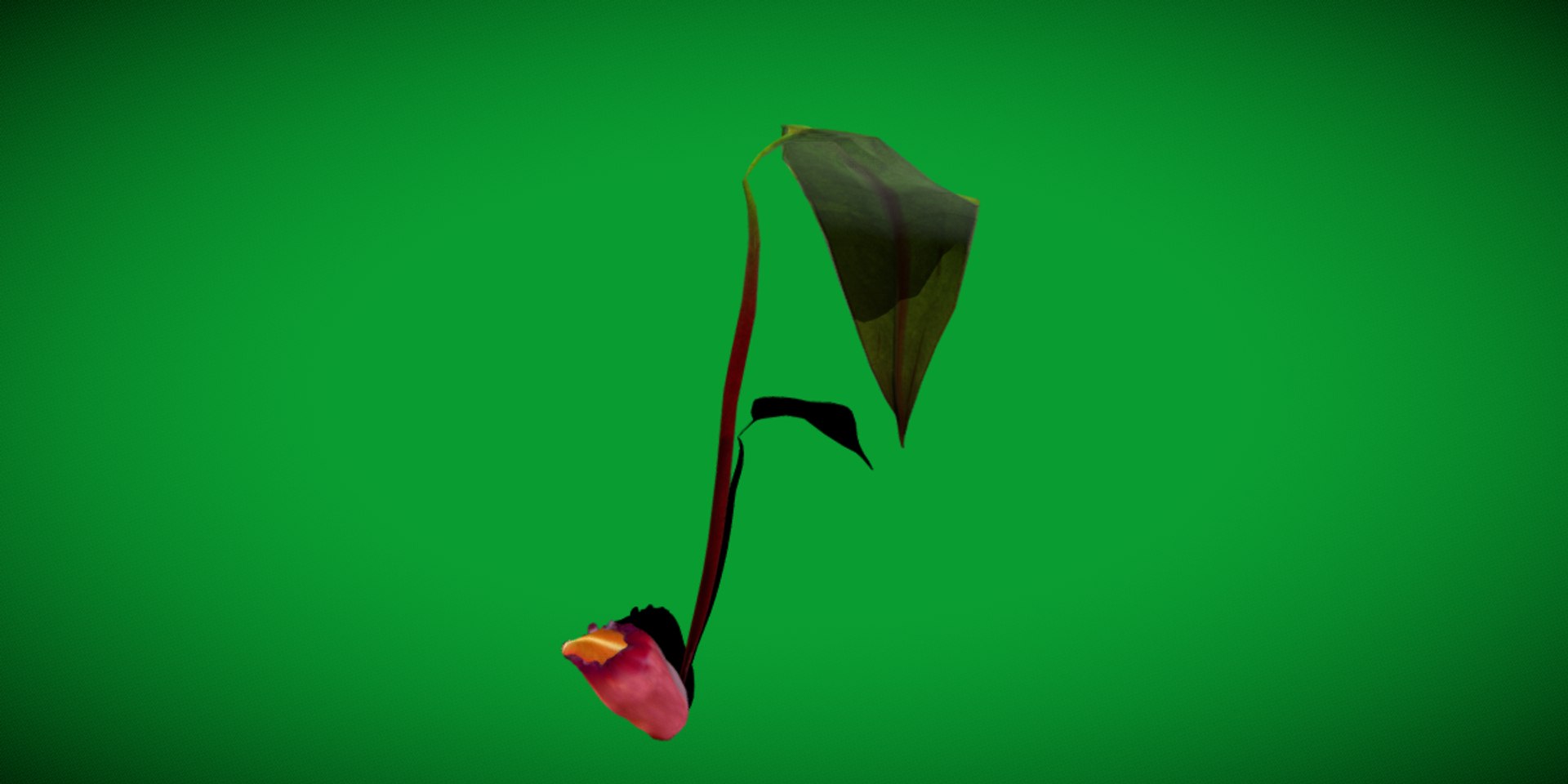 3D model Nepenthes Pitcher Plant https://p.turbosquid.com/ts-thumb/9W/Ys76yq/Il/nepenthes5/png/1753301062/1920x1080/fit_q87/674e146c6543dd02836aad0b094ff6ea57d493a6/nepenthes5.jpg