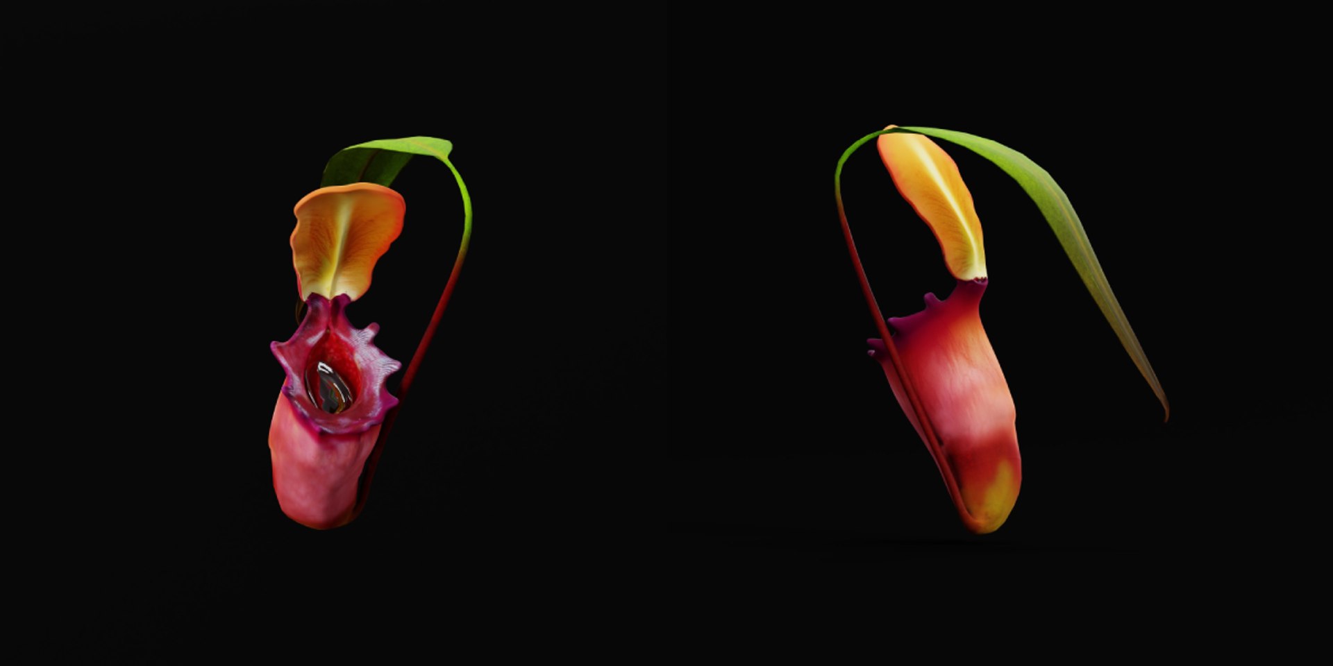3D model Nepenthes Pitcher Plant https://p.turbosquid.com/ts-thumb/9W/Ys76yq/LA/nepenthes7/png/1753301064/1920x1080/fit_q87/9959ca2de58345e04147c134383427e29b6c4746/nepenthes7.jpg