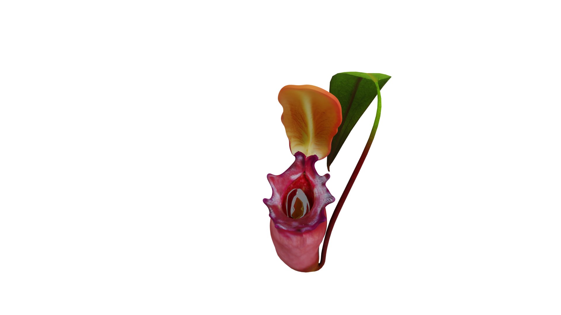 3D model Nepenthes Pitcher Plant https://p.turbosquid.com/ts-thumb/9W/Ys76yq/fa/nepenthes_pitcher_preview4/png/1753301078/1920x1080/fit_q87/cb2ea8fe5756e4015ffcb9f7aae50f3dfc8e0727/nepenthes_pitcher_preview4.jpg