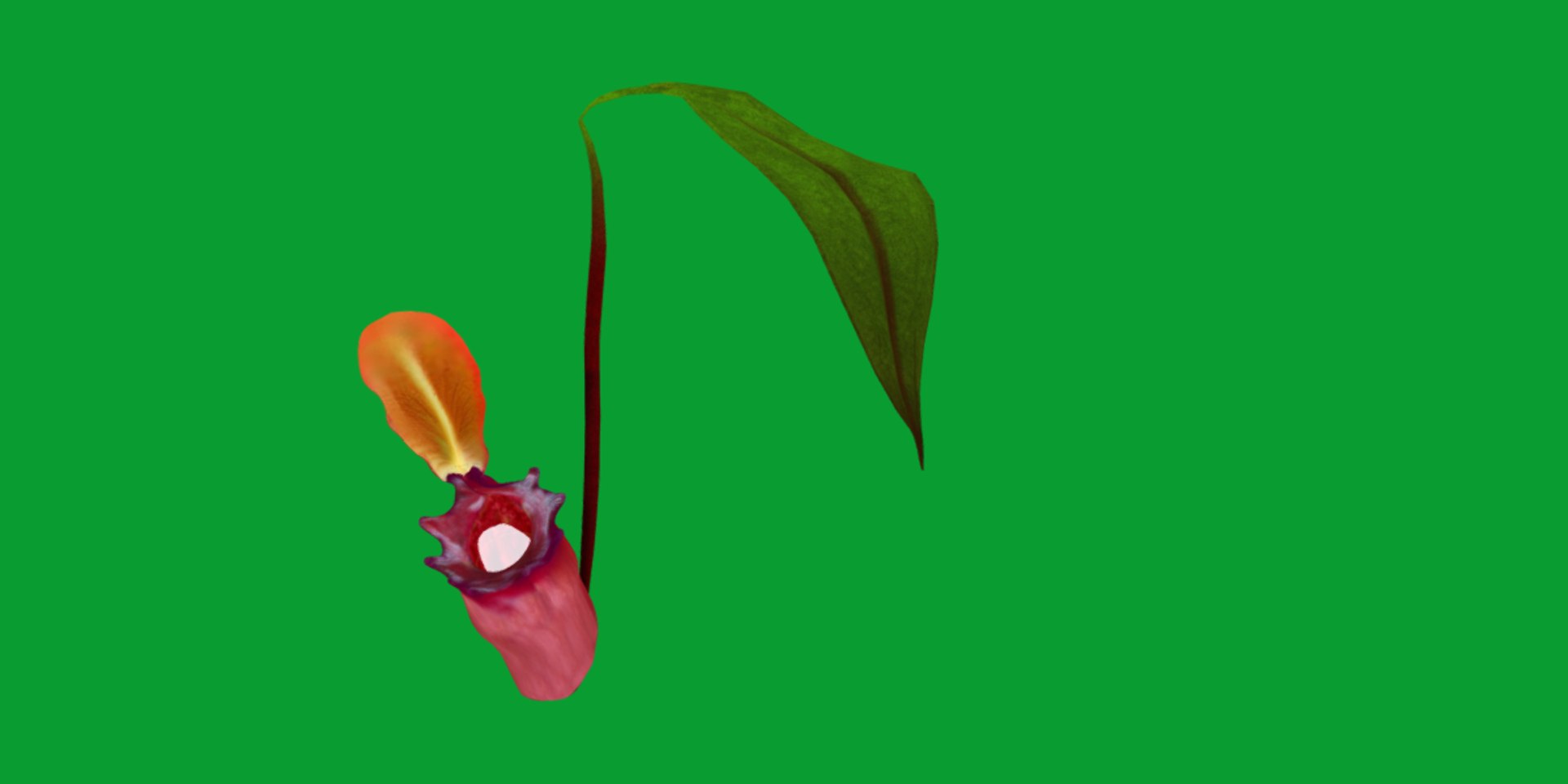 3D model Nepenthes Pitcher Plant https://p.turbosquid.com/ts-thumb/9W/Ys76yq/hj/nepenthes3/png/1753301061/1920x1080/fit_q87/6d06741b3f52f048cd99cd8ff3f73c3045ad53d7/nepenthes3.jpg