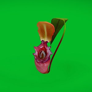 Nepenthes Pitcher Plant