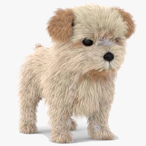 3D Maltipoo Puppy model