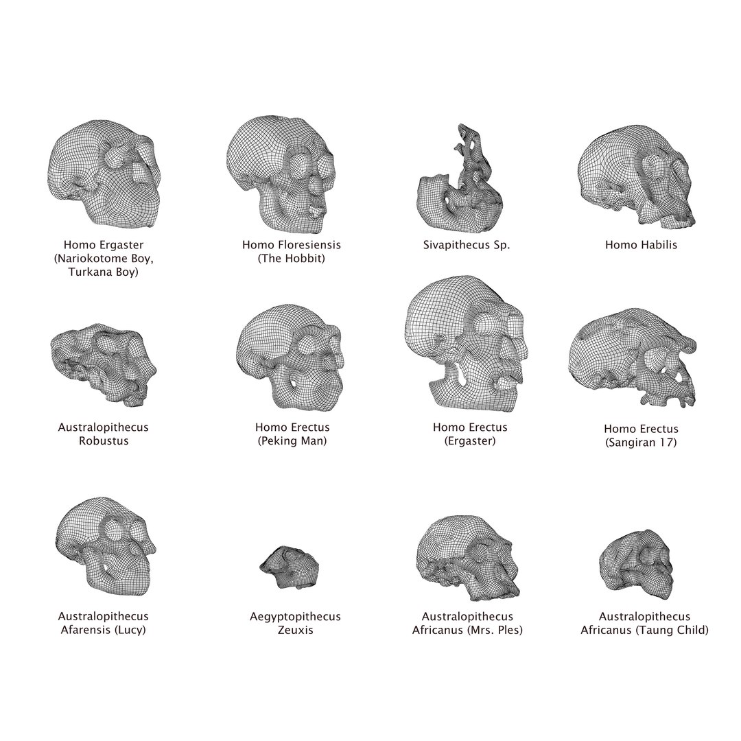 Skulls Australopithecus Robustus 3D Model - TurboSquid 1331610