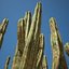 Cactus del deserto