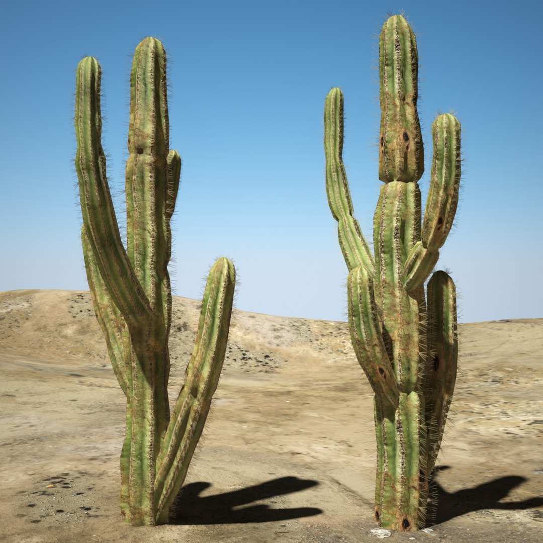 3d desert cactus https://p.turbosquid.com/ts-thumb/9W/dBRi4s/1qxmihqT/ccccccccccccccccccccccc/jpg/1431249630/1920x1080/fit_q87/d7f88604d59599a2efbecc3288b36efab486f0a0/ccccccccccccccccccccccc.jpg