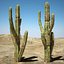 Cactus del deserto