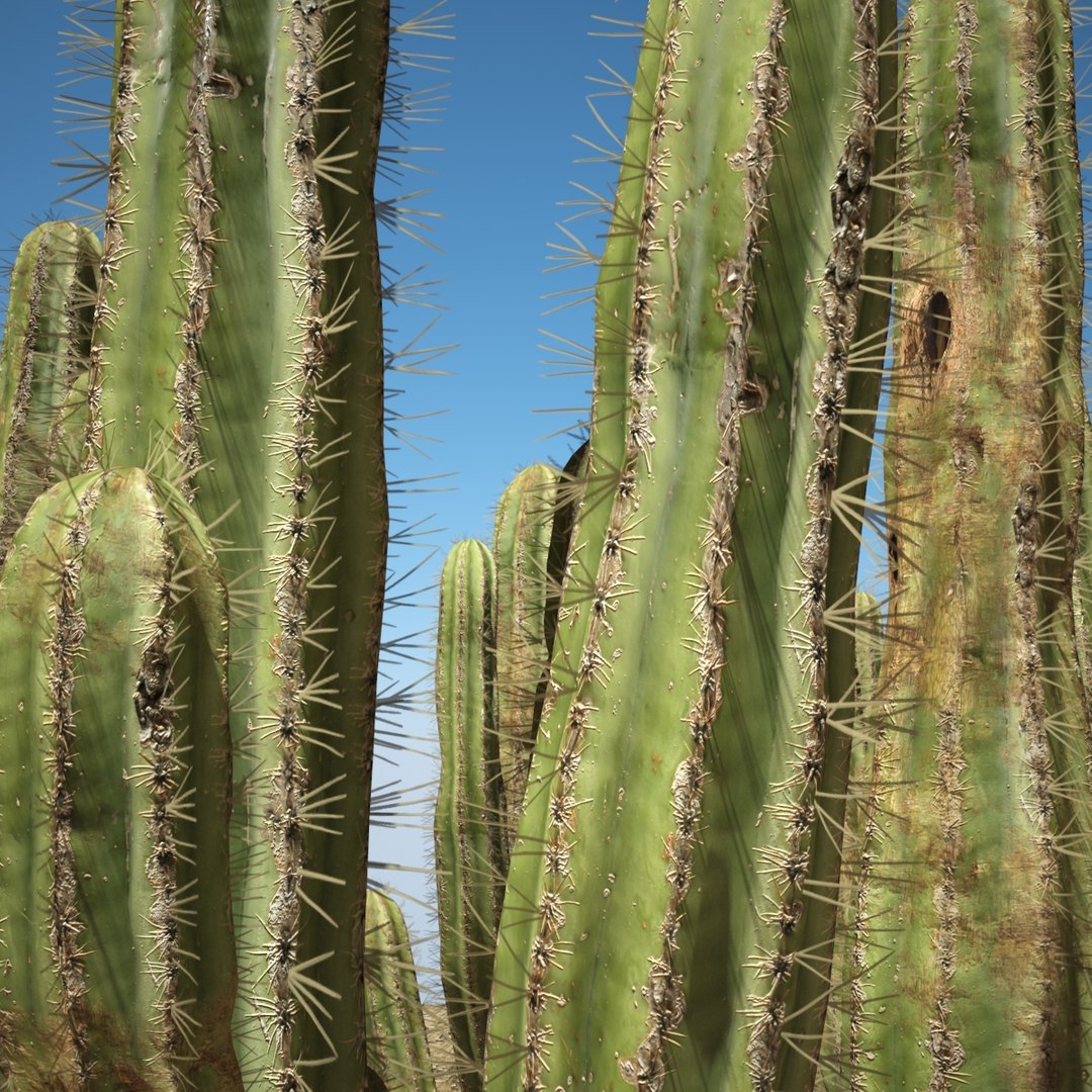 3d desert cactus https://p.turbosquid.com/ts-thumb/9W/dBRi4s/24PXV0EQ/cccccccccccccccc/jpg/1431249630/1920x1080/fit_q87/f3d70c92a23ca2de9b2e12f845c42e57a2b1a5ae/cccccccccccccccc.jpg