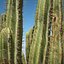 Cactus del deserto
